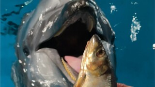 Không chỉ cá voi trắng ăn cá không cần nhai, cá heo cũng vậy đấy.