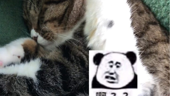 Ever seen a cat have a wet dream? It even gets it off!