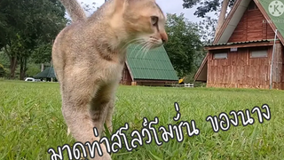 สัตว์โลกน่ารัก เจ้าเหมียว เพื่อนมนุษย์