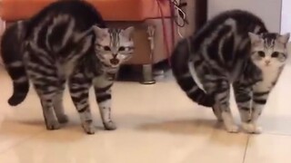 นี่คือ……การกระโดดน้ำสิบเมตรสองแมวเหรอ?