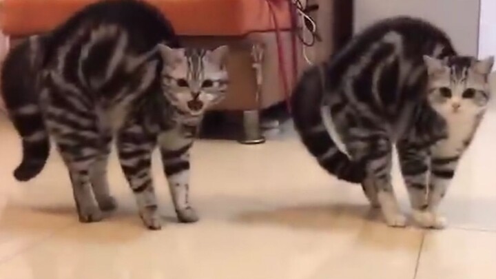 Is this... a double-cat 10-meter dive?