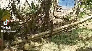 lemon 5months old maypalong vs goldenboy 6months walang palong