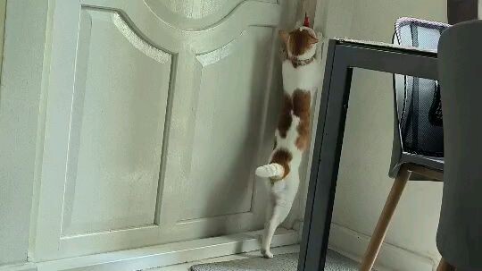 เเมวเอ๋อ