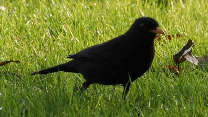 The little blackbird charges up and then dashes off—so cute, so cute, so cute!