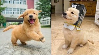 Funniest & Cutest Golden Retriever Puppies 9 - Funny Puppy Videos 2021