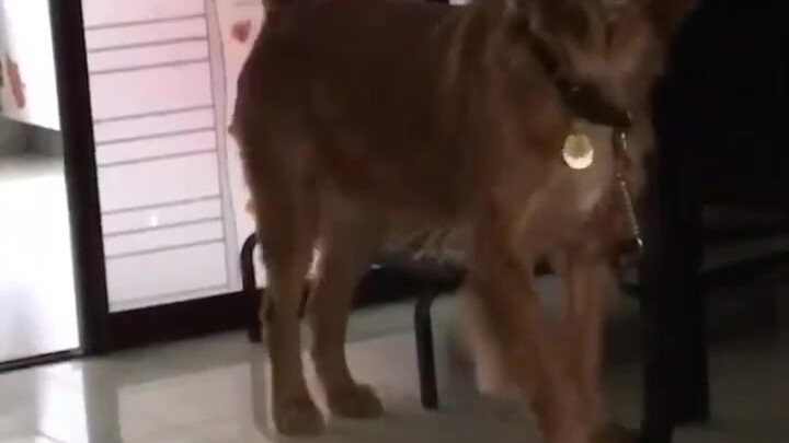 Sejujurnya, kalau soal menggoda, aku bahkan kalah dari anjing! Anjing-anjing itu pada dasarnya manja