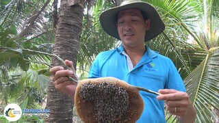 [Phần 2] Món Ăn Dân Dã - Tàng Ong Ruồi Nướng Lá Cách | Hội Ngộ Miền Tây - Tập 131