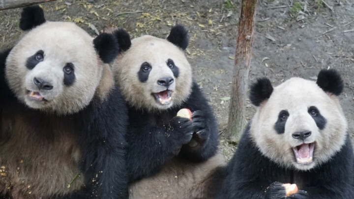 The First Internet Celebrity Panda—Oreo and His Coal Mining Empire | A Story