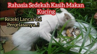 Rahasia Sedekah Kepada Kucing Yang Harus Kamu Tahu