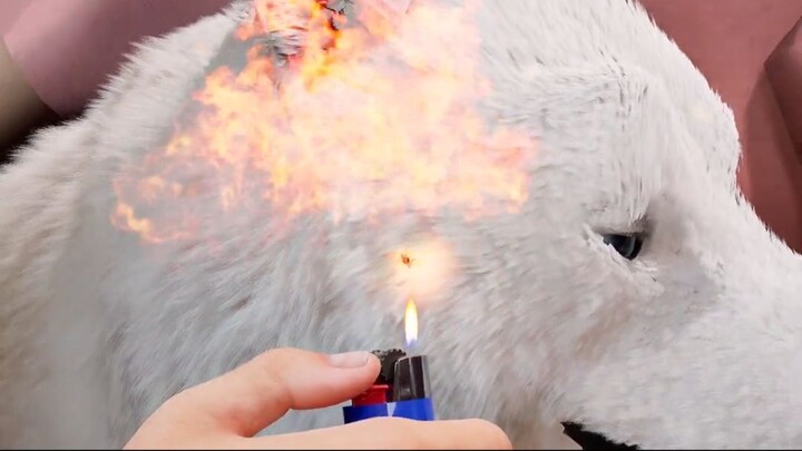 The Tick Removal That Set A Dog On Fire