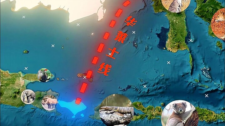 什么? 地球居然存在划分不同物种的生物线!