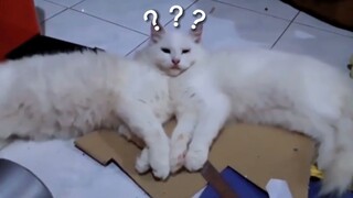 《动物迷惑行为大赏145》