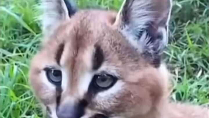 Untungnya ini lynx, kalau kucing kecil pasti sudah mencakarmu!