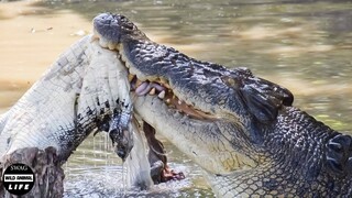 Crocodiles Fight Crocodile To The Death For Food And What Happened Next? | Wild Animals