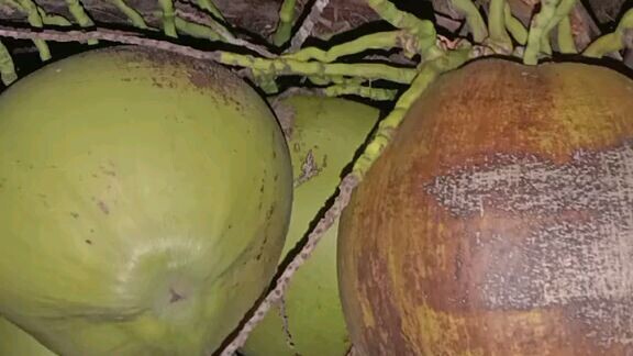 anime kelapa