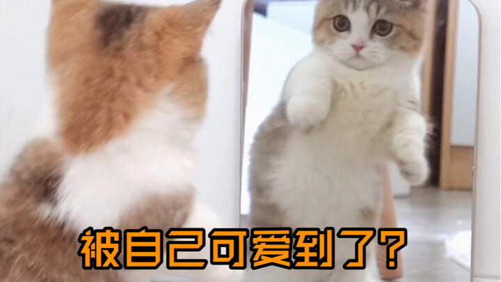 This little kitten I just adopted is just too cute, hahaha!