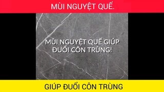 Những nguyên liệu trong gian có nhiều tác dụng