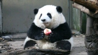 【大熊猫和花】10.29 曾经我有一个红苹果，然而…请看到最后！(ಥ_ಥ)