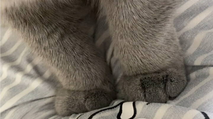 The cat’s overwhelming love almost sent me to an early grave…