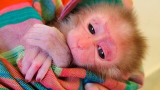 Most Handsome Boy! Little adorable Luca was so cute after milk, He could drink a little bit of milk