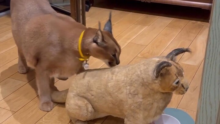 แมวเสือ: ไอ้ตัวแย่งอาหารมาแล้ว!