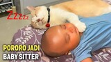 NGAKAK..!😂 Pororo Disuruh Jadi Baby Sitter Malahan Tidur Bareng Bayi ~ Video Kucing Pororo Terbaru