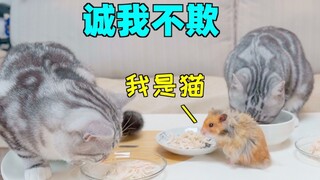 猫的饭桌上混进个不得了的东西！猫和老鼠诚我不欺！