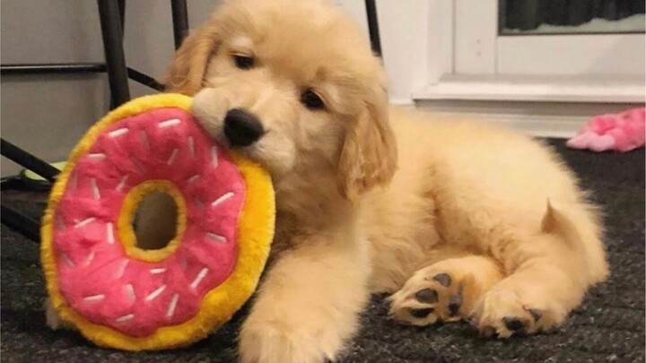 Tiểu Kê Mao, cậu có thể đừng lớn lên được không!