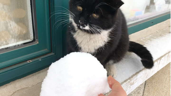 Meski salju turun di luar dan ekor kucing gemetar kedinginan, dia tetap harus keluar untuk melihat-l
