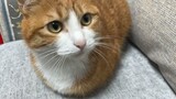 Cat|Hilarious Acts of Orange Tabby Cat