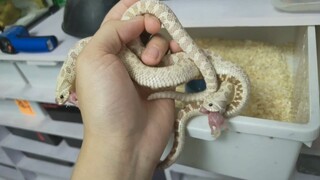 [Hewan Merayap] Ular Hognose menggigitku