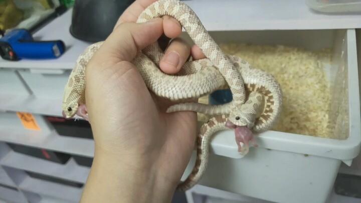 Reptile Pet | Hognose Snake | It Bites Me