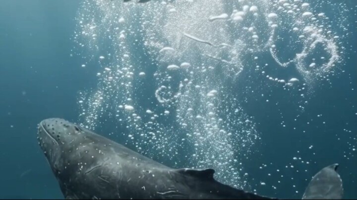 Humpback Whales Build a Bubble Wall | Cooperative Bubble-Net Feeding | Marine Wildlife Documentary