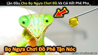 Thí Nghiệm Cho Bọ Ngựa Lần Đầu Chơi Đồ Và Cái Kết Bất Ngờ || Review Giải Trí Đời Sống