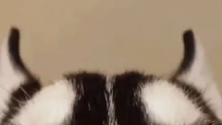 Folks, I've become a laughingstock—lend me 100 bucks, and I'll pay you back tomorrow!