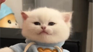 Ternyata telinga kucing kecil juga lembut, ya～