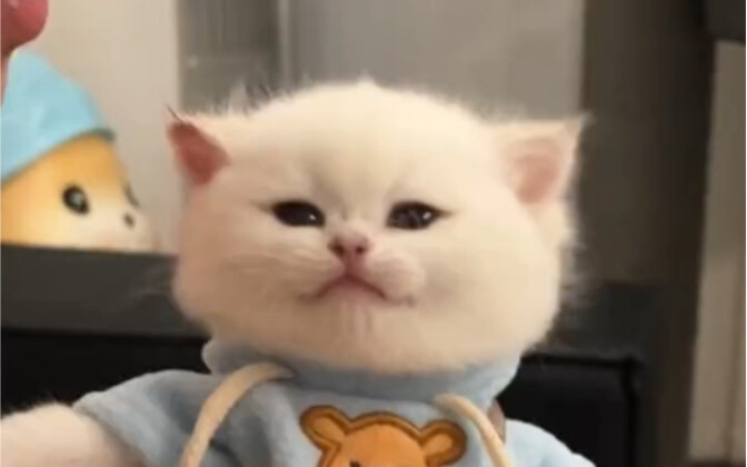 Ternyata telinga kucing kecil juga lembut, ya～