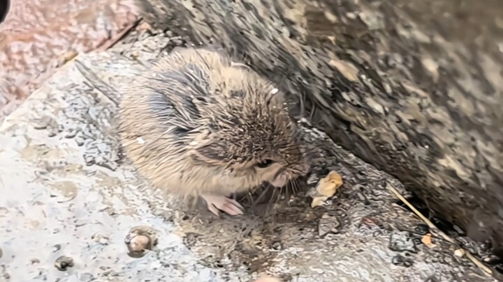 Are mice in northern China all this small?