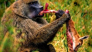 A Baboon Eat A Baby Impala Alive.