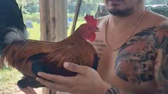 Goldenboy sweater from A & A  Gamefarm. idol kakosa