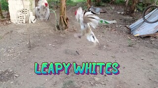 Spar of Leapy Whites
