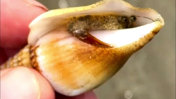 The Razor Snail with a Serrated Machete