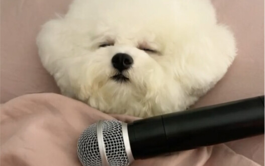 Không bao giờ ngủ chung với nó nữa!