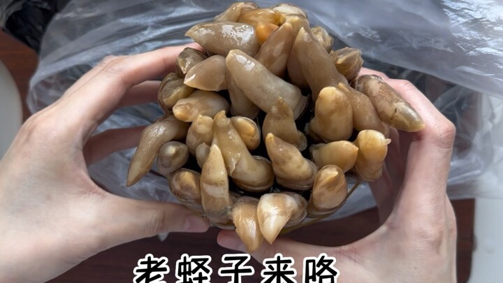 蛏子开花