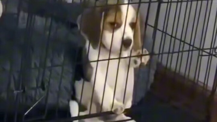 “Little Beagle”