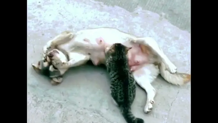 A Dog breastfeed a hungry kitten #shorts  #shortstatus #shortsfeed