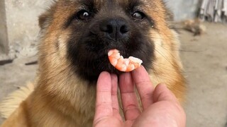 大结局，社牛小狗最后一期来咯！！！