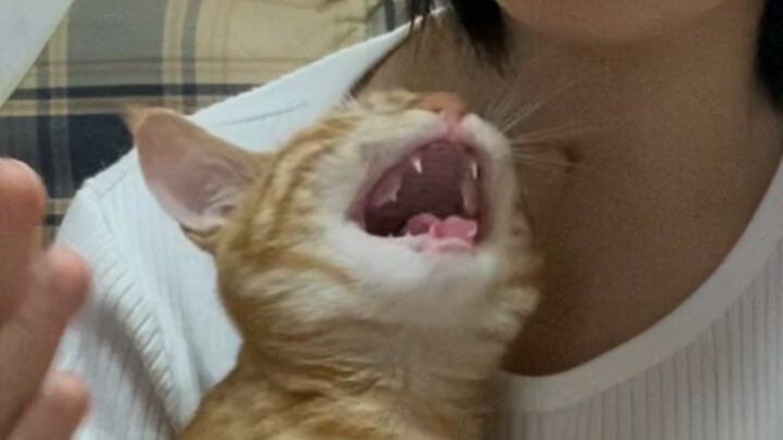 แมวตัวนี้เพิ่งเคยเห็นแซลมอนและกุ้งหวานเป็นครั้งแรกในชีวิต