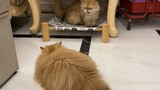 Pet|Golden kitties VLOG