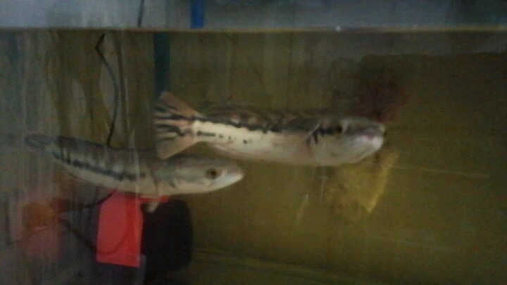 fishy